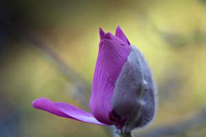 purple flower