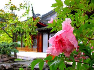 garden flower with building in background