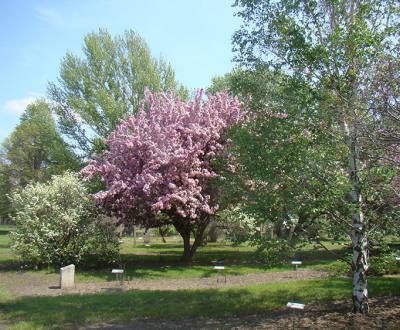 L’Arboretum Patterson / Université de la Saskatchewan